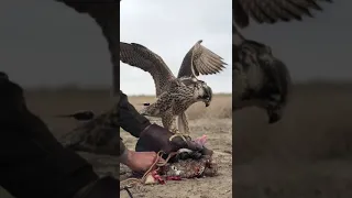 شعر ابدوي الرشايده بني رشيد صبيان عبس 404 