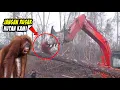Download Lagu Hutan Kalimantan Dirusak dan Dibakar! Orang Utan Marah dan Hadang Eksavator yang Telah Merusaknya