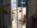 Fresno euthanized 2 499 dogs cats in 2025 data shows