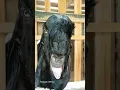 Download Lagu Kambing Lucu II Suara Kambing Jantan Birahi Lucu II Kambing Jantan Lucu #shorts #viral #kambinglucu