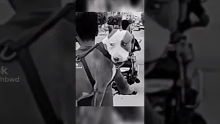 عيب ميصحش كدا         دندنها
