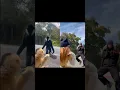 Download Lagu Tag someone you’d do this with …mines ​⁠@ardundundun #performanceart #monkey #funnyanimals