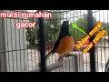Download Lagu murai borneo gacor dor