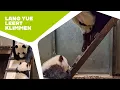 Lagu 🐼 VOOR HET EERST KLIMMEN | Reuzenpandajong Lang Yue in Ouwehand 2024