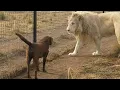 Download Lagu Lion asking dog for forgiveness