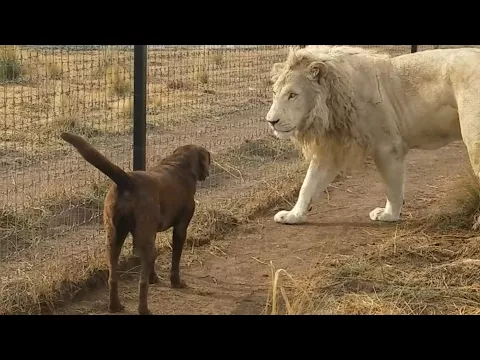 Download MP3 Lion asking dog for forgiveness