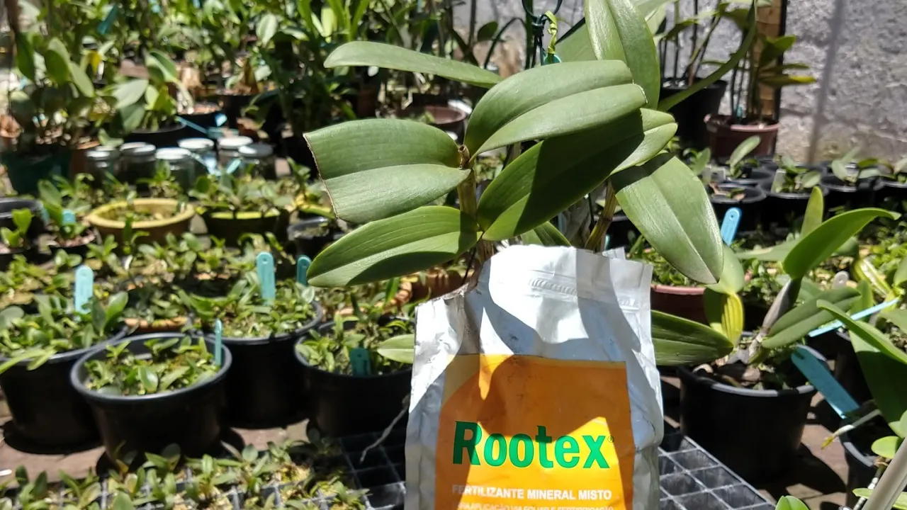 ADUBO PARA ORQUÍDEAS CUIDADO!!!