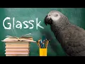The Second Animal to EVER Ask a Question
