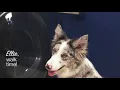 Quick Easy Washing A Dog Bed
