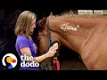 Horse Found On Craigslist Recognizes His First Mom After 2 Years The Dodo Faith Restored