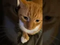 Download Lagu Kitties #music #song #smallyoutuber #fyp #roadto3k #cat #catcat #cats #catdance #catvideos #kitty #E