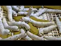Download Lagu How Japan Became High Tech w/ Silk Worms