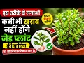 How to grow Jade plant from cuttings FutureLoveGardening
