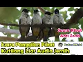 SUARA PANGGILAN PIKAT KUTILANG LIAR AUDIO JERNIH DAN ANTI ZONK