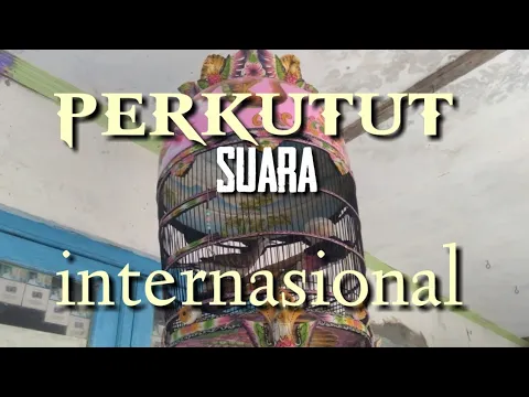 Download MP3 perkutut juara internasional