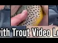 Australian Trout Lady RedditBrown Trout