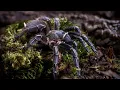 Download Lagu Costa Ricaanse gestreepte knietarantula (Aphonopelma schijnanni) Verzorging \u0026 info
