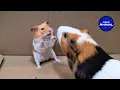 Download Lagu Hamster meets Guinea Pig