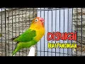 Suara Lovebird FIGHTER Ngetik Sambung Ngekek, DISUKAI BANGET Buat Pancingan Lovebird MACET BISU