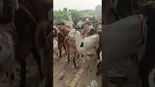 صمت الصحراء وصوت الماعز  صمت الصحراء وصوت الماعز