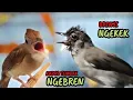 Download Lagu ADU TEMBAKAN MASTERAN SULTAN || KAPAS TEMBAK NGEBREN -BRINJI NGEKEK