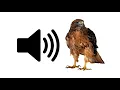 Download Lagu Falcon - Sound Effect | ProSounds