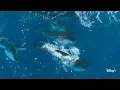 The Largest Gathering of Gigantic Fin Whales EVER FILMED Epic Adventures with Bertie Gregory