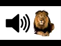Download Lagu Lion - Sound Effect | ProSounds