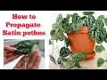 How to propagate Satin pothos The easiest Satin pothos propagation way