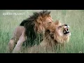 Queer Planet documentary by NBC is focused on LGBTQI among the animal kingdom