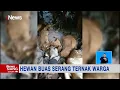 Download Lagu Hewan Buas Serang Belasan Kambing di Gunungkidul #iNewsSiang 21/11