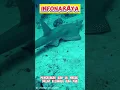 Download Lagu Rhinobatidae Pari Bentuk Hiu #shorts #viral #fyp #INFONARAYA #ikan #hiu #ikanpari #rhinobatidae