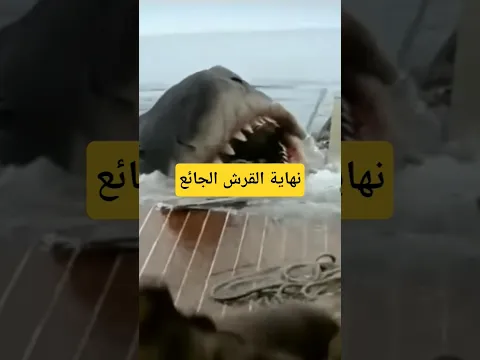 #القرش #dolphins #صراع_البقاء #wildanimals #sharks #الدولفين