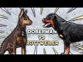 DOBERMAN vs ROTTWEILER What s The Best Family Guard Dog