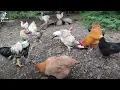 Good Reasons Why We Have To Give Coconut Meat To Our Chickens