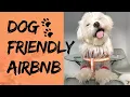 Download Lagu Maltese puppy and his dog friendly airbnb in Lisbon🇵🇹 | Travel✈️ with dog🐾