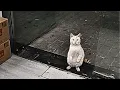 Lagu The stray cat was starving. She stood like a human at the store entrance, hoping to get some food