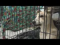 Animal shelter in Muskegon temporarily closing its doors after possible distemper cases