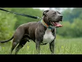 Blue Nose Pitbull You should know about