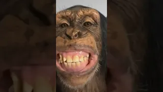 تعلم كيف مضغ العلكه Shorts Shorts 