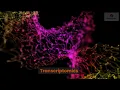 Transcriptomics