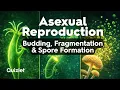 Budding Fragmentation and Spore Formation Asexual Reproduction Class 10 Biology