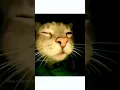 Download Lagu High cat