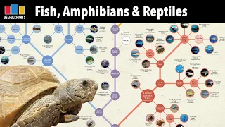 Family Tree of Fish, Amphibians & Reptiles