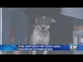Electricity Out At Fort Worth Main Animal Shelter Adoption Fees Waived Today