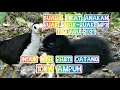 Download Lagu 🔴suara anak ruak ruak memanggil induknya terbaru 2021