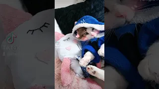 ستوريات حالات واتس اغاني قطط ستوريات لايك فيديو مياو 