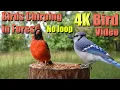 Download Lagu 4K 8H Birds Singing in the Woods, CatTV, Relaxing Sound for Separation Anxiety, DogTV