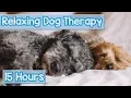 Download Lagu NEW, IMPROVED Relaxing Music for Dogs! Calm Your Energetic Dog with this Soothing Music (2018) 🐕💤