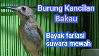 Download Burung Kancilan Bakau Full Gacoor 💯% MP3